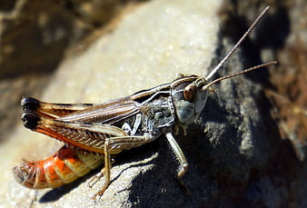 Close-up of a grasshopper molting on a rock