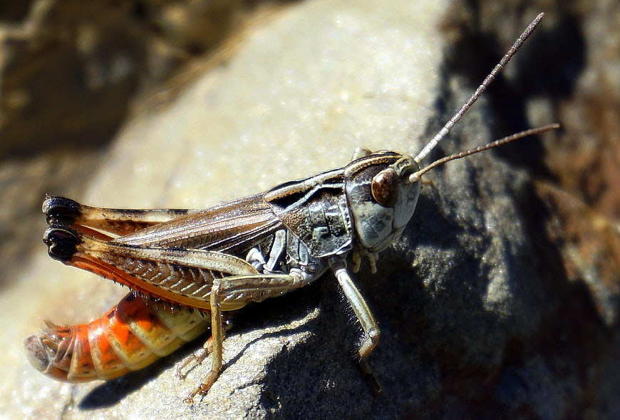Close-up of a grasshopper molting on a rock