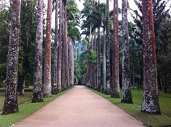 Tall Palm Tree Pathway in Tropical Botanical Garden