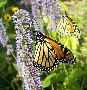 Monarch butterflies on purple bee balm flowers