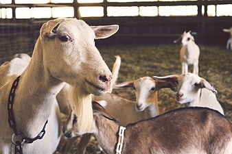 Close-up of white goat with beard in barn