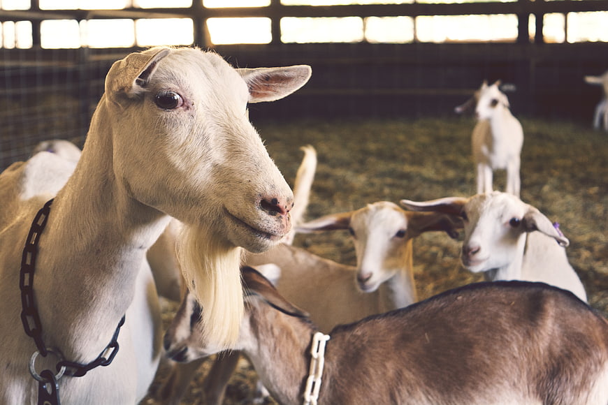 Close-up of white goat with beard in barn