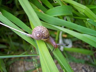 Close-up of a snail crawling on green grass blades