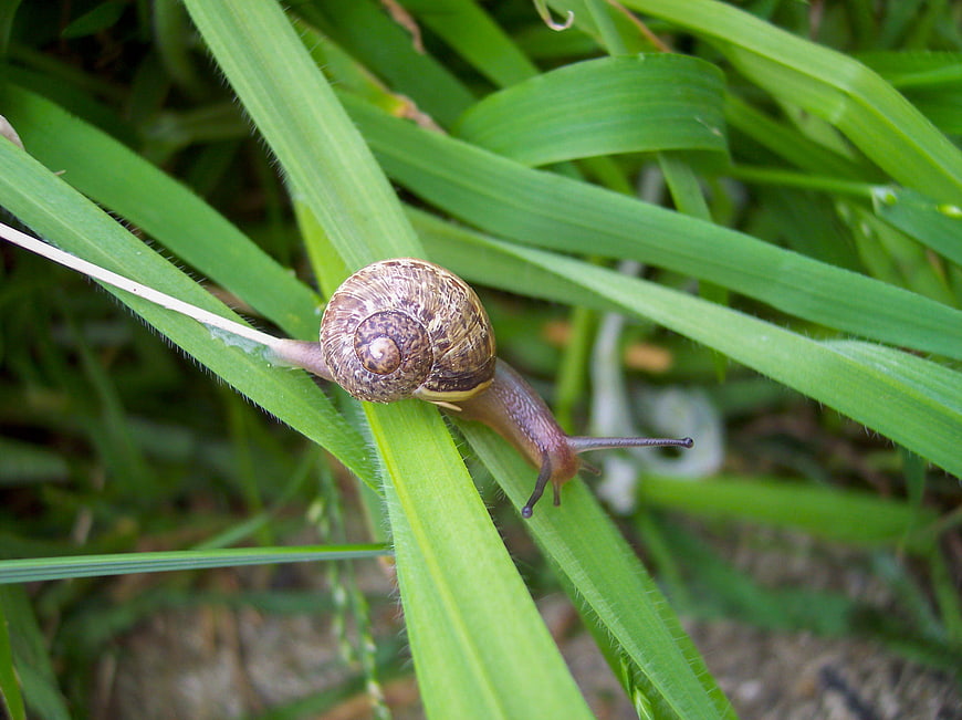 Close-up of a snail crawling on green grass blades