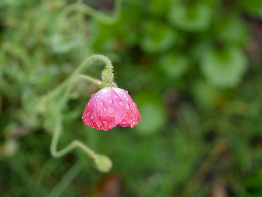 Pink Poppy Bud with Raindrops on Green Background