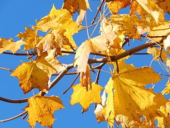 Golden yellow maple leaves against a clear blue sky