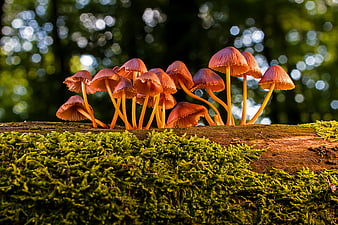 Cluster of orange mushrooms growing on a mossy log in a forest