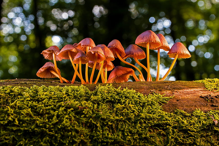Cluster of orange mushrooms growing on a mossy log in a forest