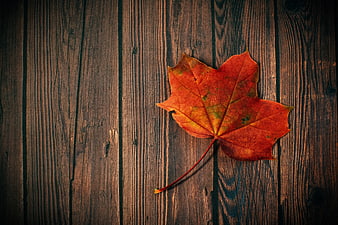 Red Maple Leaf on Dark Rustic Wood Background