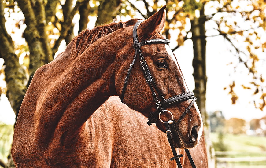 Chestnut Horse Head Portrait With Bridle In Autumn Park
