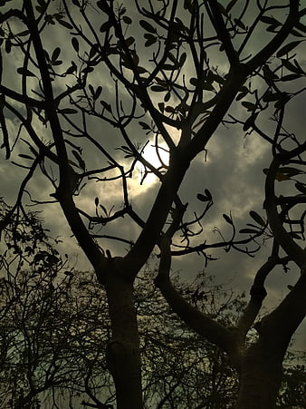 Silhouette of tree branches against dramatic cloudy sky