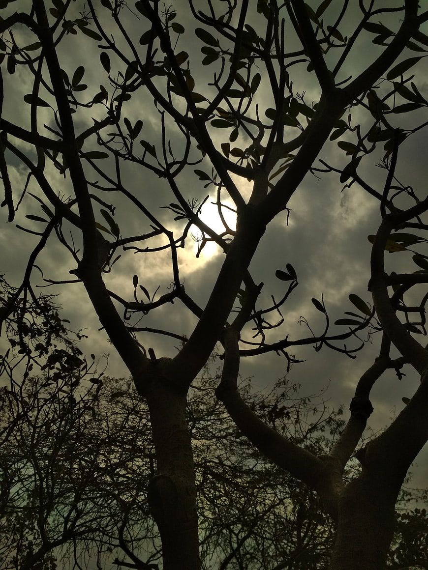 Silhouette of tree branches against dramatic cloudy sky