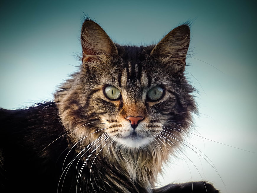 Close-up portrait of a Maine Coon cat with green eyes
