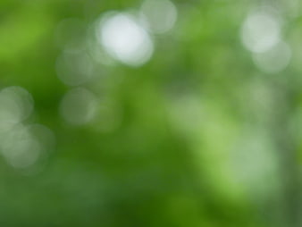 Abstract Green Bokeh Background with Soft Light Circles