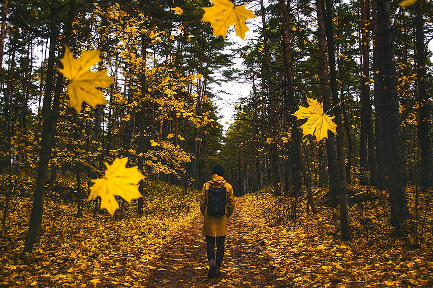 Man walking on a forest path surrounded by yellow autumn leaves