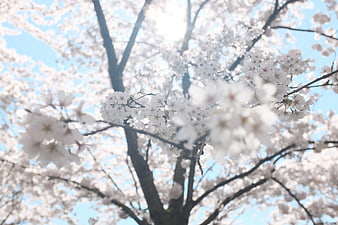 White cherry blossoms backlit by bright sunlight against blue sky