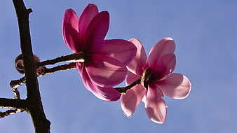 Pink Magnolia Blossoms on Branch Against Blue Sky