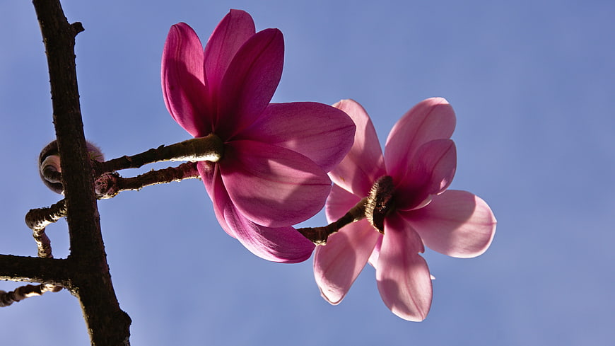 Pink Magnolia Blossoms on Branch Against Blue Sky