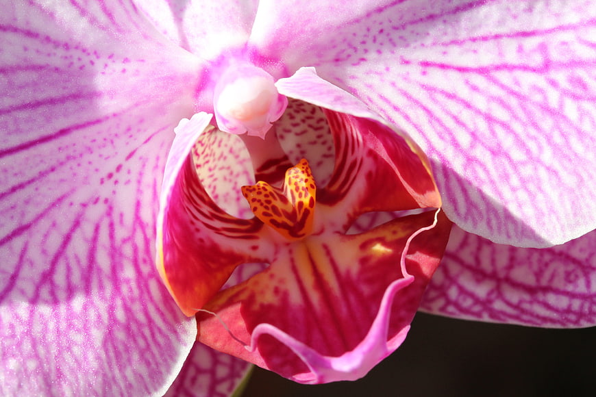 Close-up of vibrant pink and red orchid flower