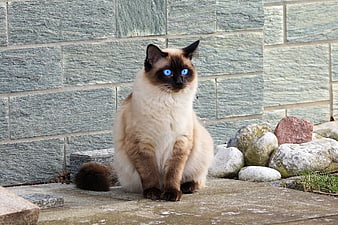 Siamese Cat with Blue Eyes Sitting on Stone Patio