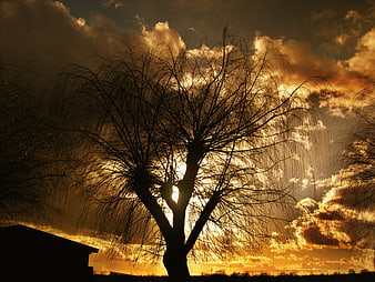 Silhouette of bare tree against dramatic golden sunset clouds