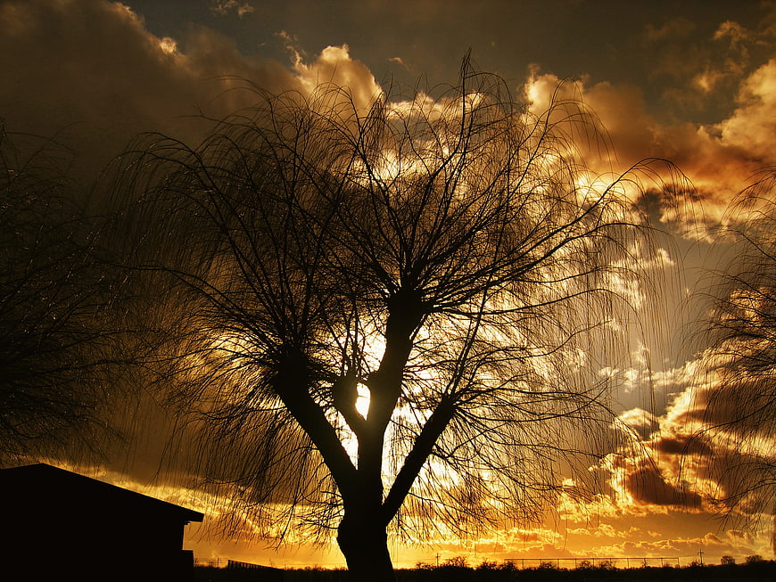Silhouette of bare tree against dramatic golden sunset clouds