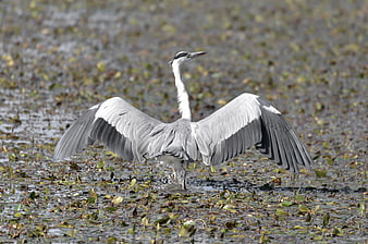 Grey Heron Spreading Wings in Shallow Wetland Water