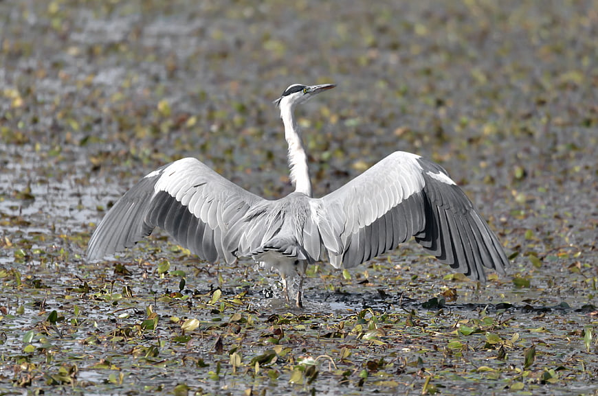 Grey Heron Spreading Wings in Shallow Wetland Water