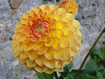 Close-up of vibrant yellow and orange dahlia flower