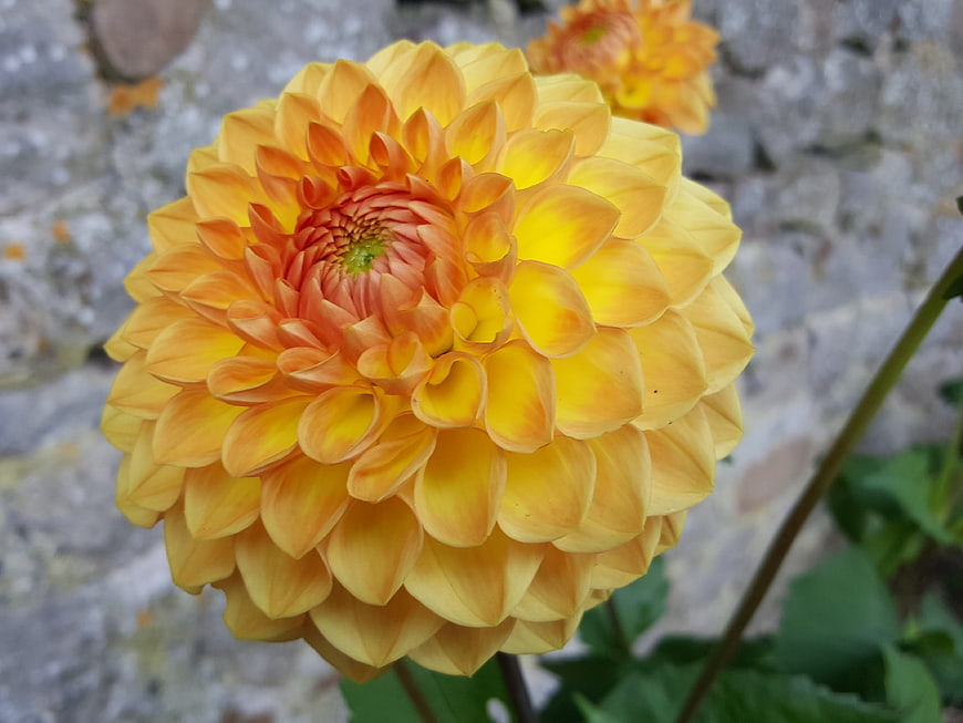 Close-up of vibrant yellow and orange dahlia flower