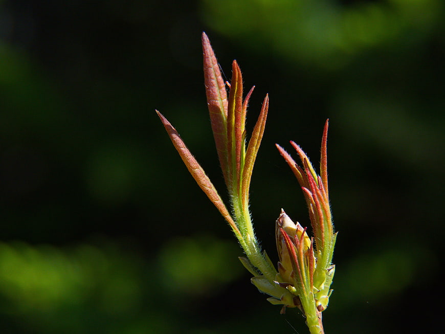 Close-up of fresh spring leaves and buds on a branch