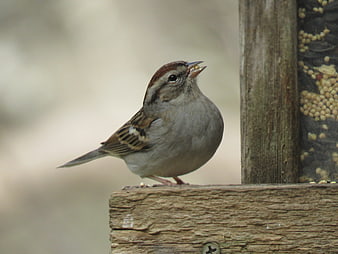Chipping Sparrow Eating Seeds on Wooden Bird Feeder