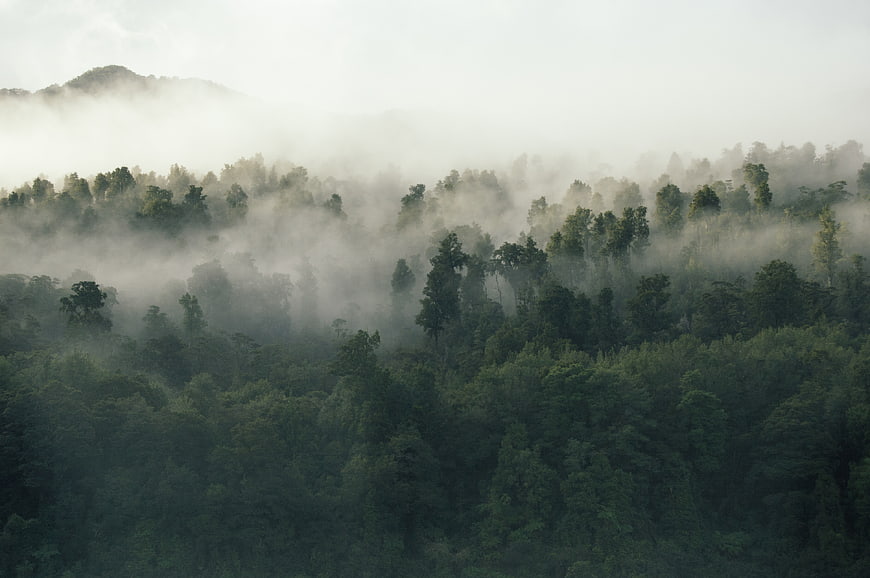 Misty forest landscape with fog rolling over green trees
