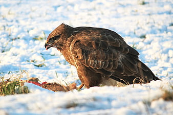 Red-tailed Hawk Eating Prey in Snowy Field