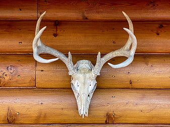 Deer Skull with Antlers Mounted on Wooden Wall
