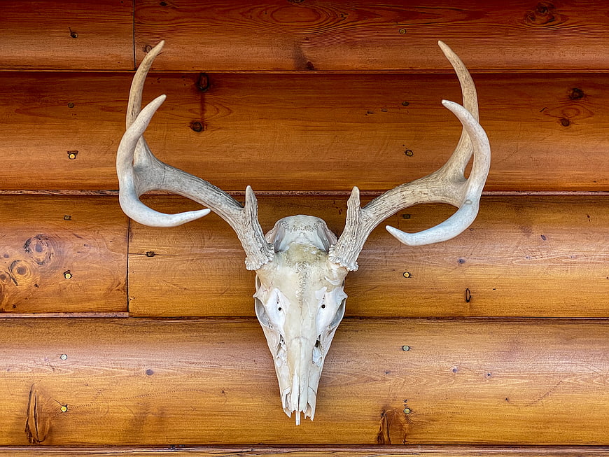 Deer Skull with Antlers Mounted on Wooden Wall