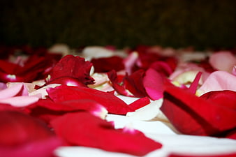 Scattered Red and Pink Rose Petals on White Surface