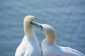 Northern Gannet Pair Preening Against Blue Ocean Background