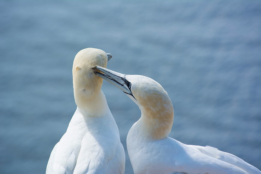 Northern Gannet Pair Preening Against Blue Ocean Background