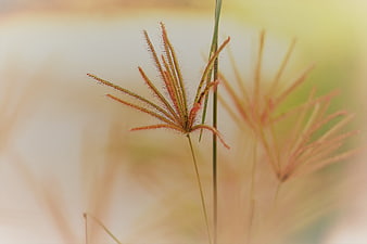 Close-up of fuzzy finger grass seed head in golden light