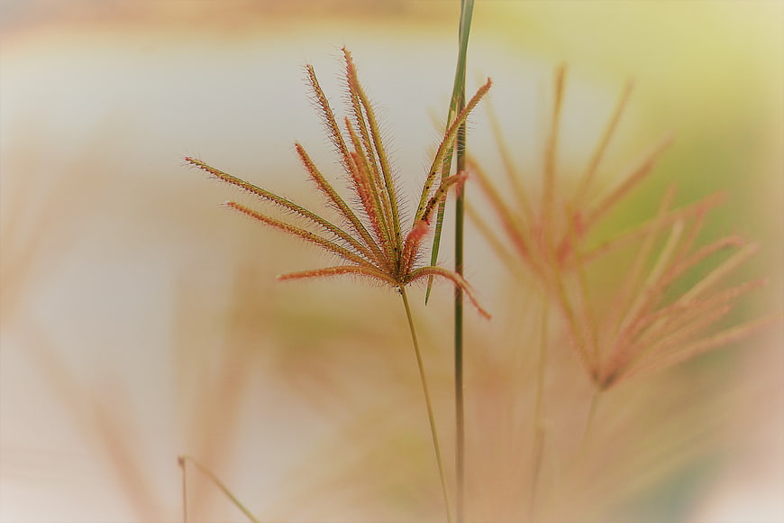 Close-up of fuzzy finger grass seed head in golden light