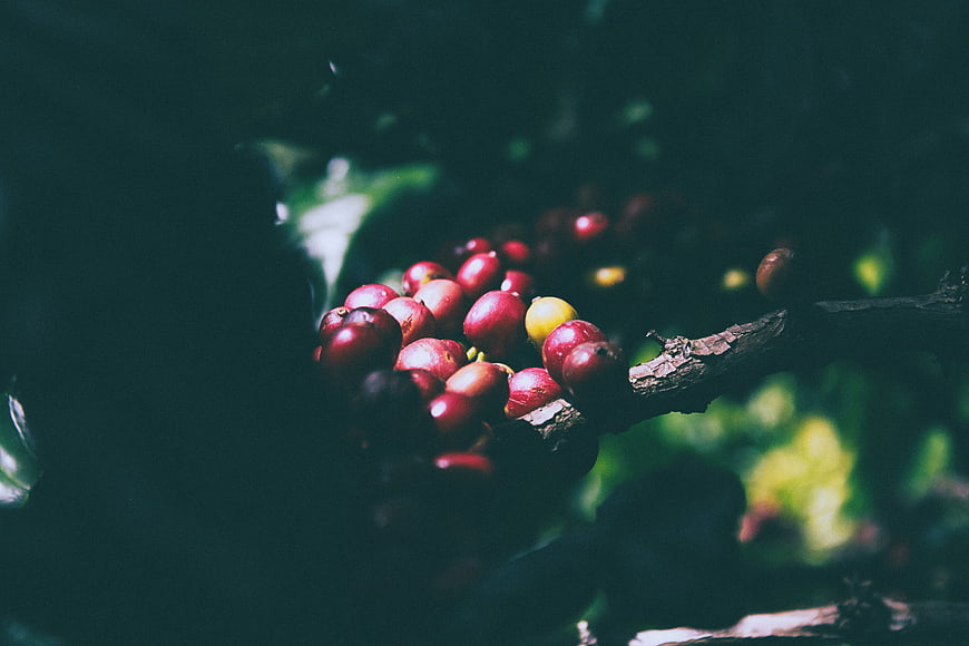 Close-up of ripe red coffee cherries on a branch