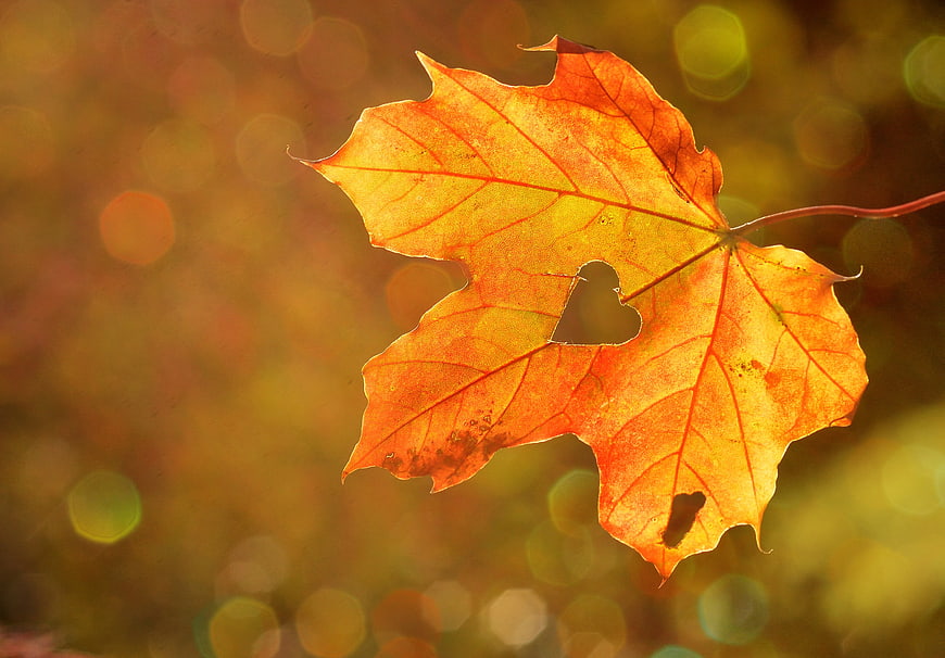 Autumn Maple Leaf with Heart-Shaped Hole and Bokeh Background