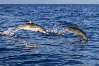 Two dolphins leaping in unison over deep blue ocean water