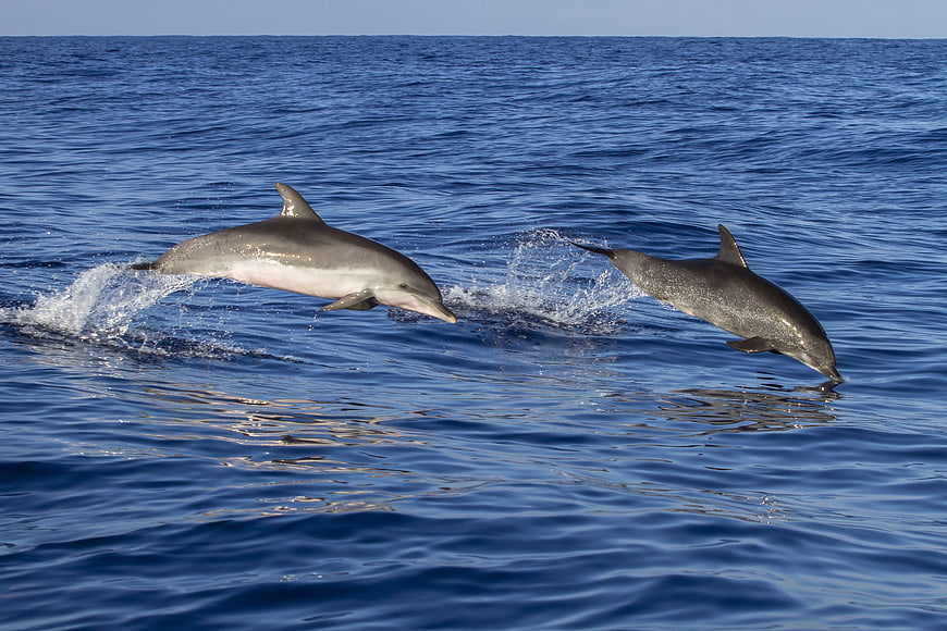 Two dolphins leaping in unison over deep blue ocean water