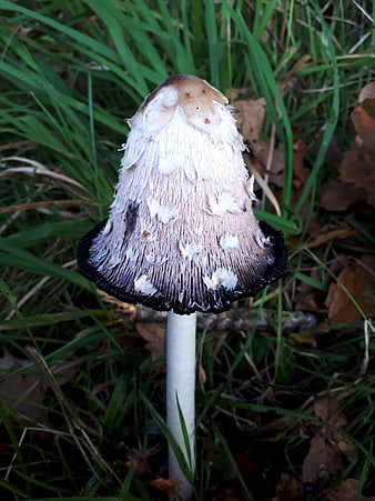 Close-up of a Shaggy Ink Cap Mushroom in Grass
