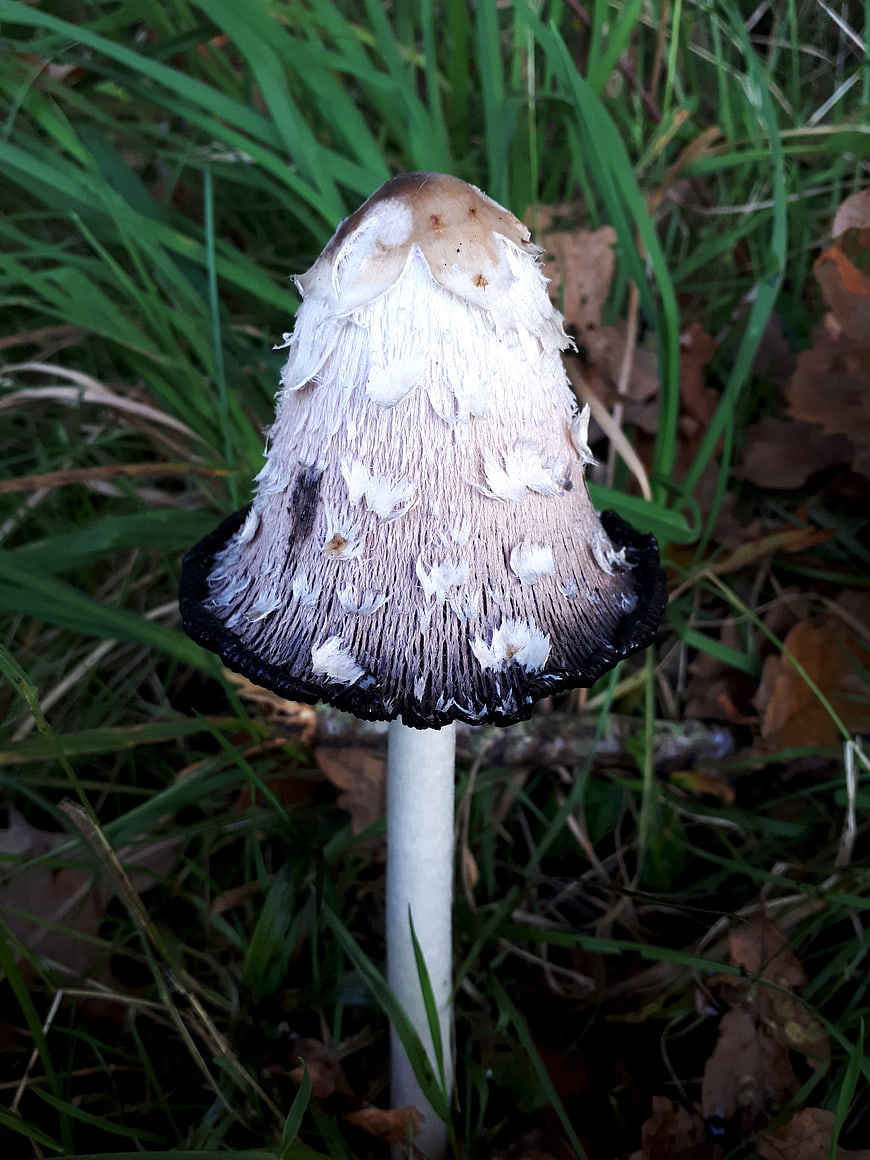Close-up of a Shaggy Ink Cap Mushroom in Grass