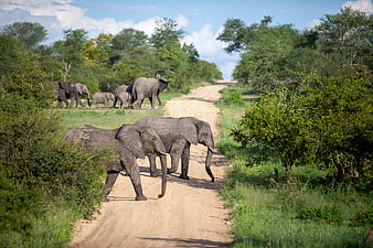Herd of African Elephants Walking on Dirt Road