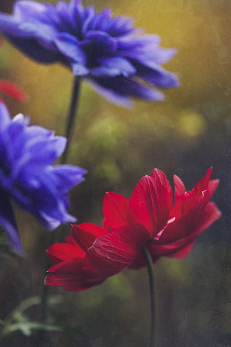 Vibrant Red and Purple Flowers with Vintage Texture