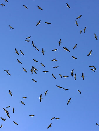 Flock of White Storks Flying in Blue Sky